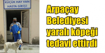 Arpaçay Belediyesi yaralı köpeği tedavi ettirdi