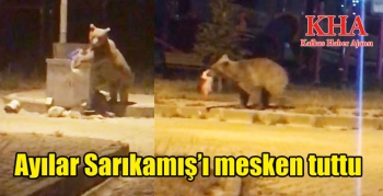 Ayılar Sarıkamış’ı mesken tuttu