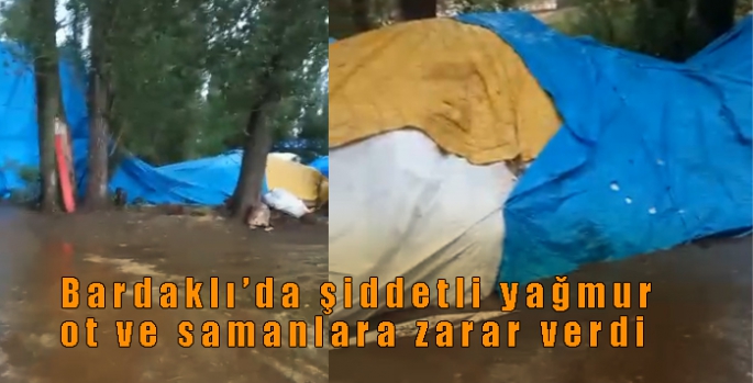 Bardaklı’da şiddetli yağmur ot ve samanlara zarar verdi