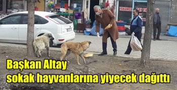 Başkan Altay sokak hayvanlarına yiyecek dağıttı