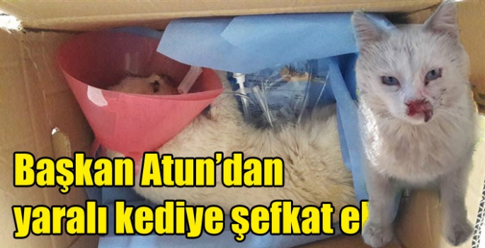 Başkan Atun’dan yaralı kediye şefkat eli