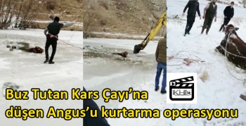 Buz Tutan Kars Çayı’na düşen Angus’u kurtarma operasyonu