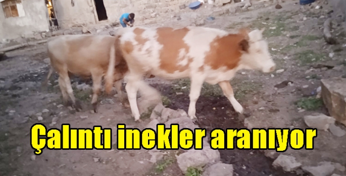 Çalıntı inekler aranıyor