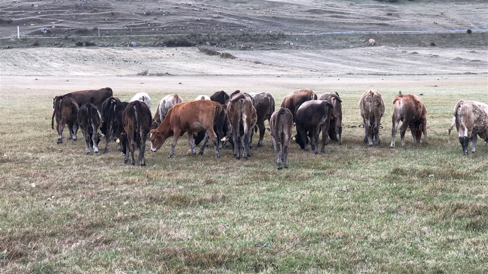 Çıldır’dan çalınan Hayvanlar, Arpaçay’da bulundu