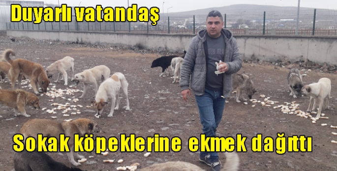 Duyarlı vatandaş sokak köpeklerine ekmek dağıttı