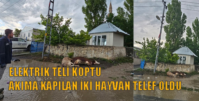 Elektrik teli koptu akıma kapılan iki hayvan telef oldu