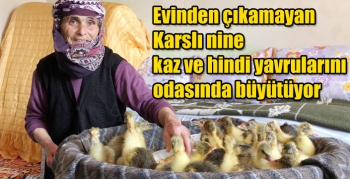 Evinden çıkamayan Karslı nine kaz ve hindi yavrularını odasında büyütüyor