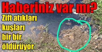 Haberiniz var mı? Kars’taki zift atıkları kuşları bir bir öldürüyor