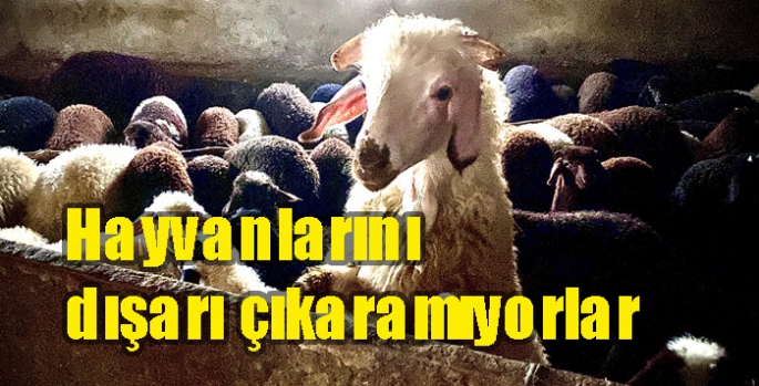 Hayvanlarını dışarı çıkaramıyorlar