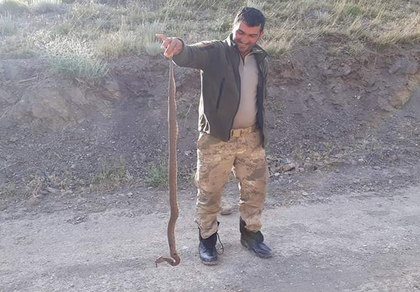 Kağızman’da engerek yılanları köylülerin korkulu rüyası oldu!