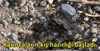 Karıncaların kış hazırlığı başladı