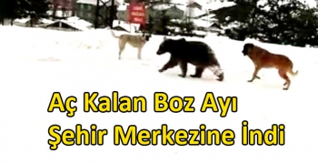 Kars'ta Aç Kalan Boz Ayı Şehir Merkezine İndi