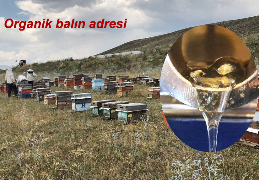 Kars’ta bal hasadı başladı