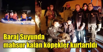 Kars'ta Baraj Suyunda mahsur kalan köpekler kurtarıldı