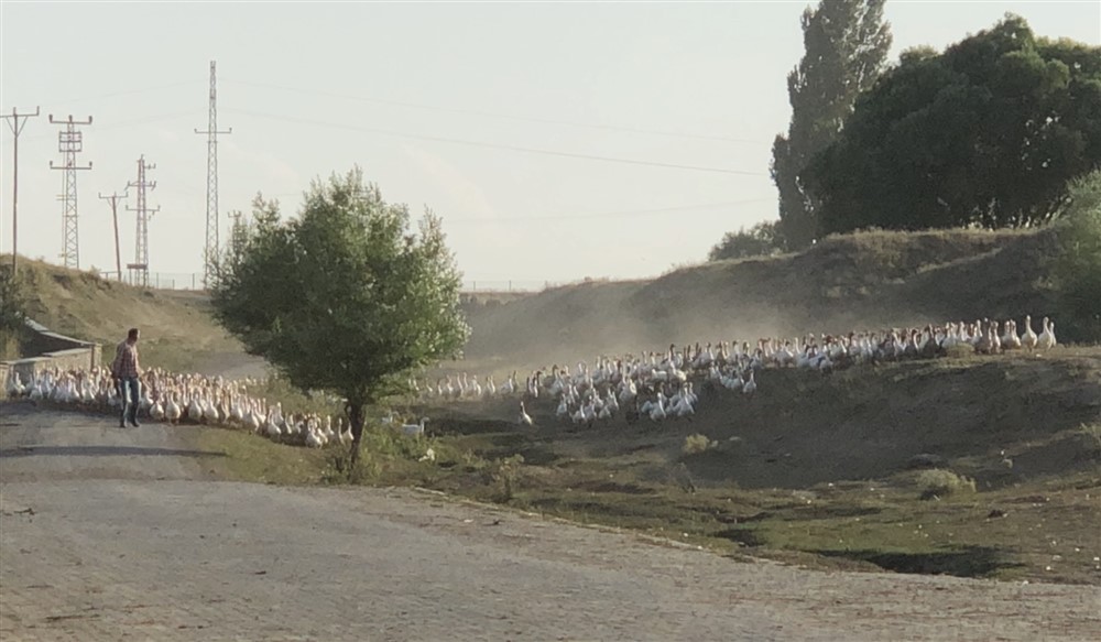 Kars’ta Beyaz Altın Bereketi