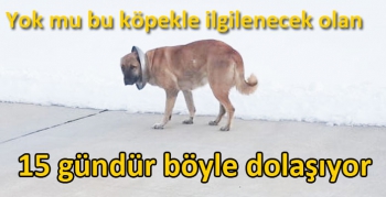 Kars’ta bir sokak köpeği 15 gündür boynundaki demir kapakla dolaşıyor