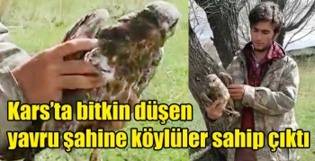 Kars’ta bitkin düşen yavru şahine köylüler sahip çıktı