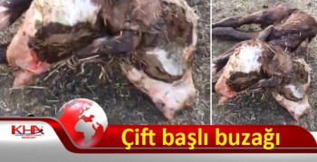 Kars’ta çift başlı buzağı