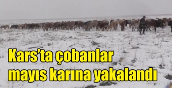 Kars’ta çobanlar mayıs karına yakalandı