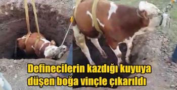 Kars’ta definecilerin kazdığı kuyuya düşen boğa vinçle çıkarıldı