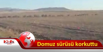 Kars’ta domuz sürüsü korkuttu