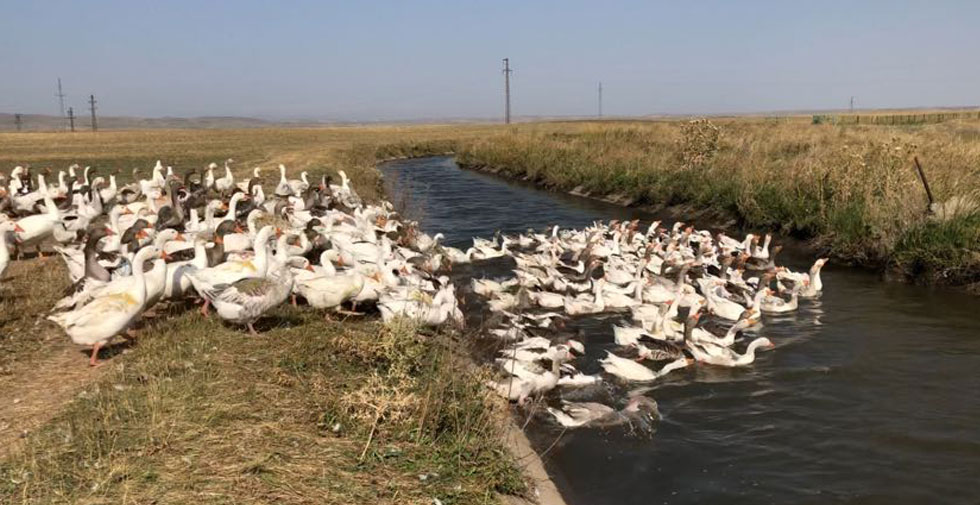 Kars’ta kaz otlatırken dereye düşen kız çocuğu boğuldu