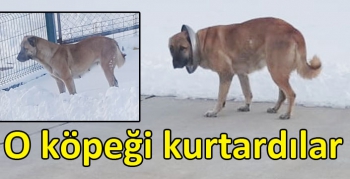 Kars’ta köpeği çaresizlikten kurtardılar