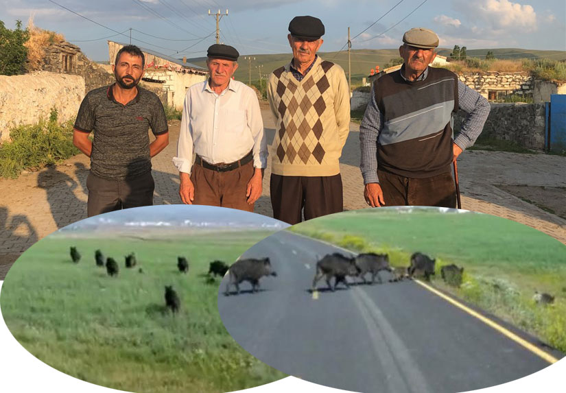 Kars’ta köylüleri domuz sürüsü ve ayı korkusu sardı