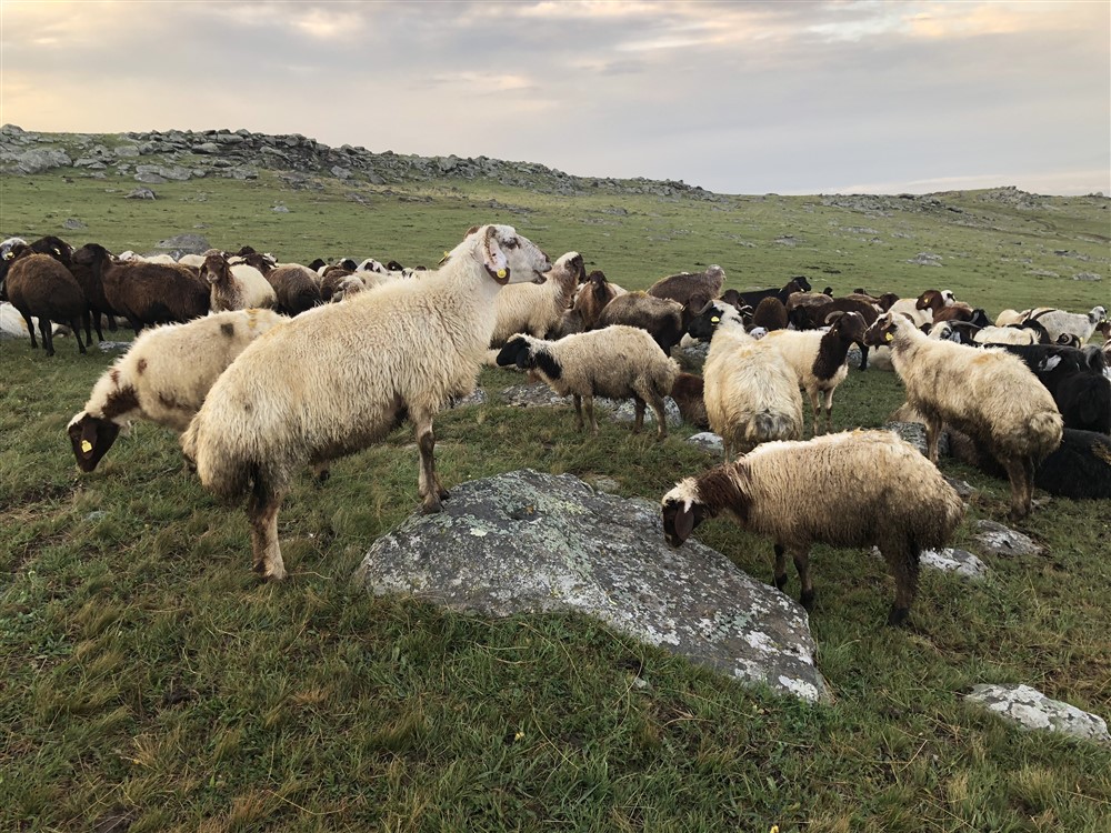 Kars’ta Kurban Bayramı Tedbirleri