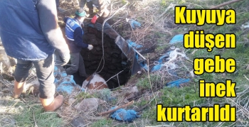 Kars’ta kuyuya düşen gebe inek kurtarıldı