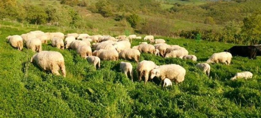 Kars’ta mera kavgası