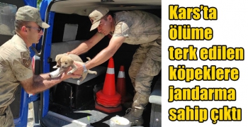 Kars’ta ölüme terk edilen köpeklere jandarma sahip çıktı