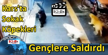 Kars'ta Sokak Köpekleri Cadde Üzerinde Gençlere Saldırdı