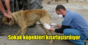 Kars’ta sokak köpekleri kısırlaştırılıyor