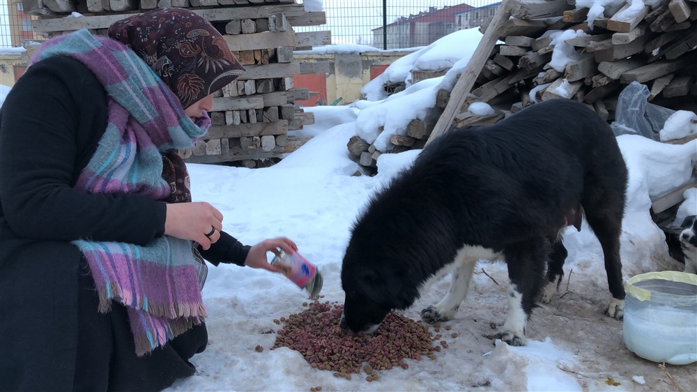 Kars’ta üniversite öğrencileri sokak hayvanları için seferber oldu