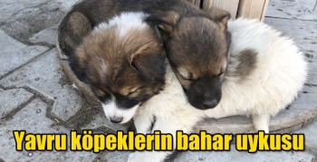 Kars’ta yavru köpeklerin bahar uykusu