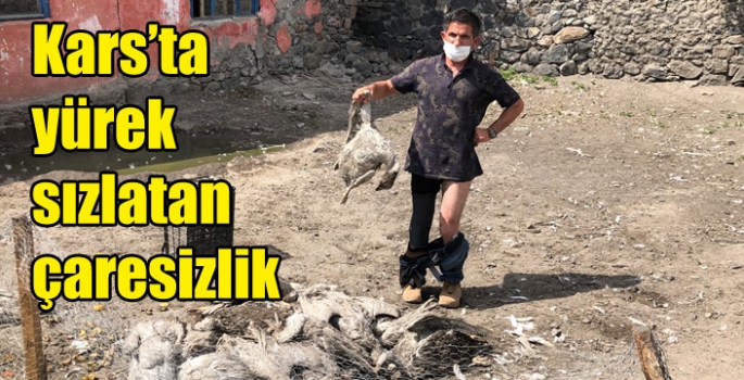 Kars’ta yürek sızlatan çaresizlik