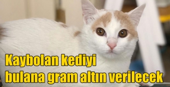 Kaybolan kediyi bulana gram altın verilecek