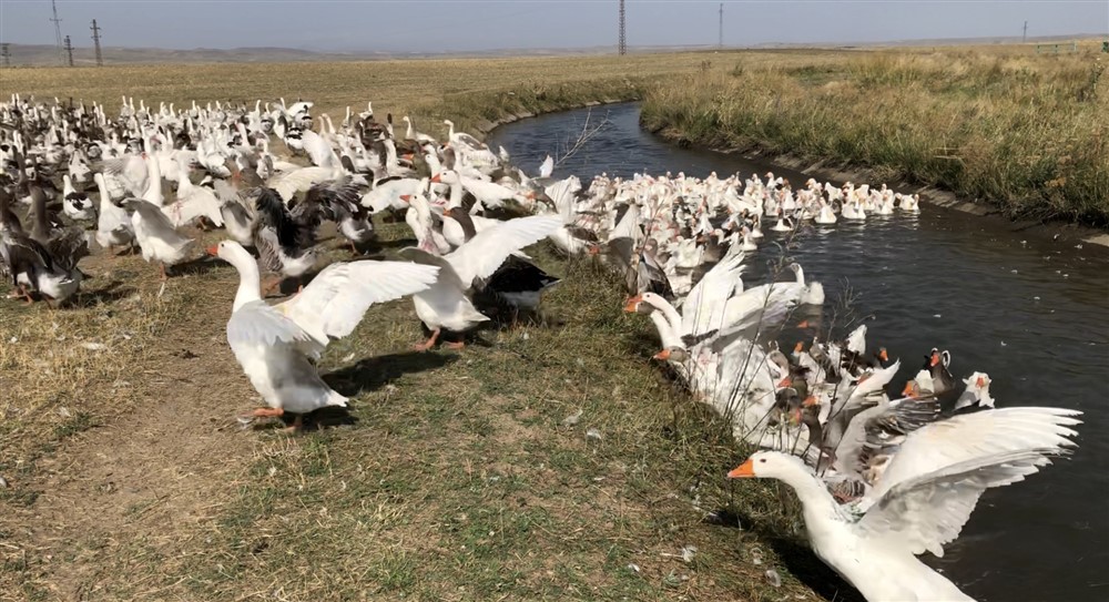 Kaz ordusunun yıkanma anı