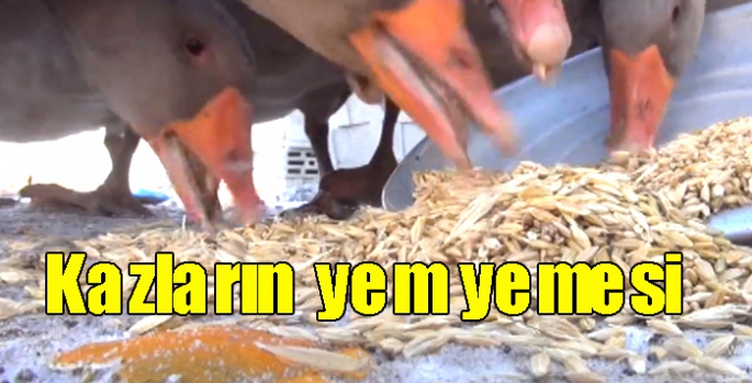 Kazların yem yemesi