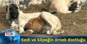 Kedi ve köpeğin örnek dostluğu