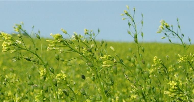 Ketencik Tarımı