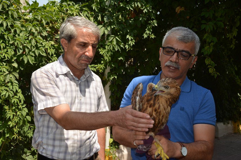 Kızıl Şahin Tedavi Altına Alındı