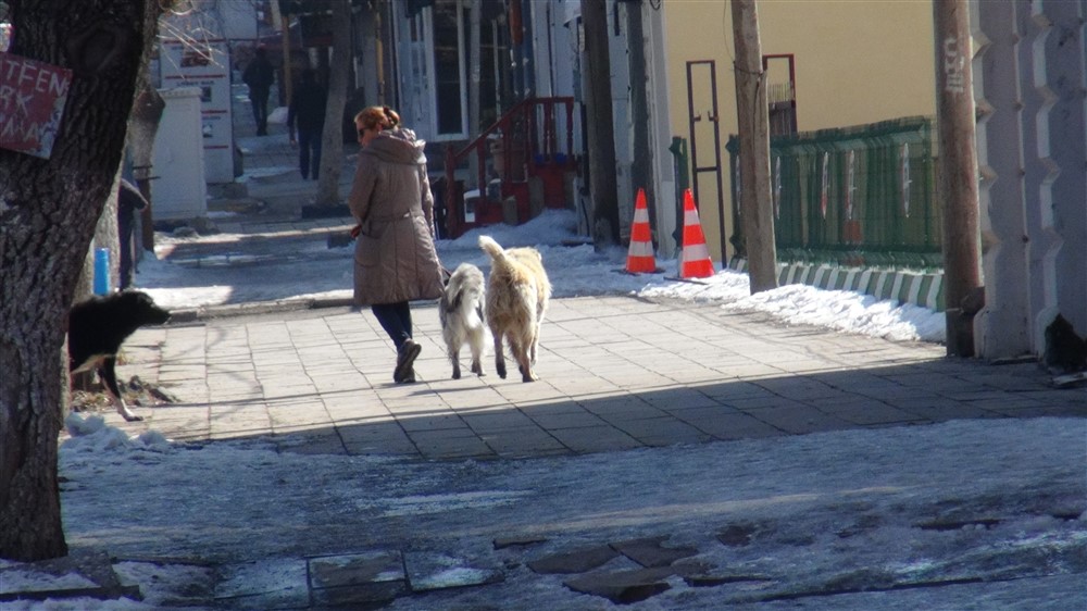 Köpek gezdiren kadının başı sokak köpekleriyle dertte