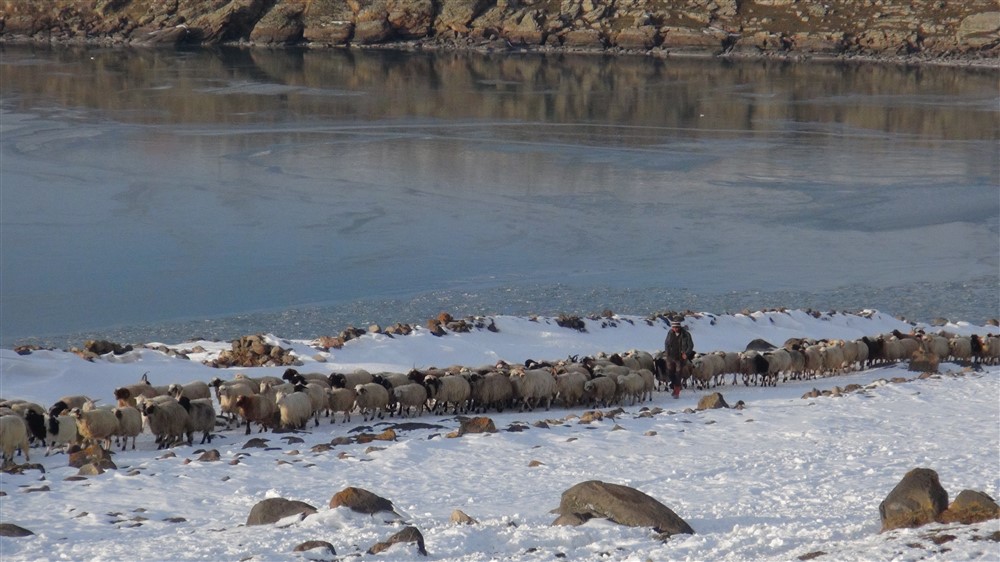 Koruma altındaki Osmanlı Gürcü keçilerinin sayısı azalıyor