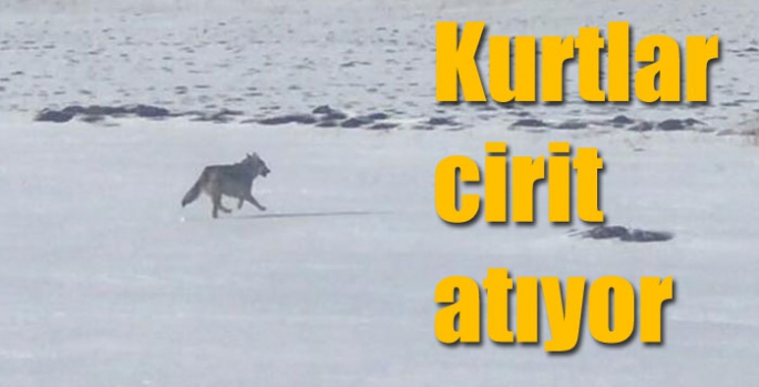 Kurtlar cirit atıyor