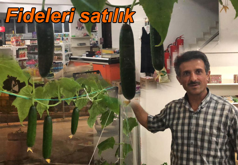 Marketinde sebze yetiştiriyor