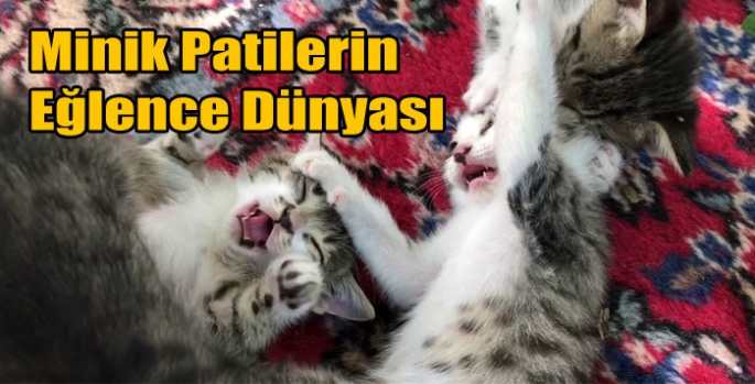 Minik Patilerin Eğlence Dünyası