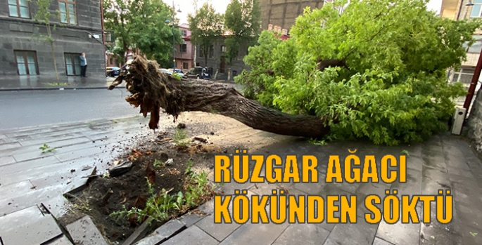 Rüzgar Ağacı Kökünden Söktü