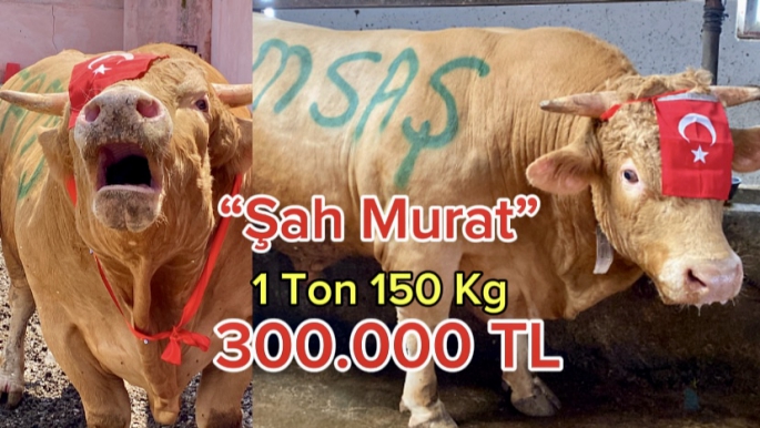 “Şah Murat” isimli boğa 300 bin liraya satıldı